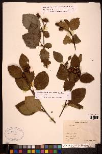 Alnus viridis image