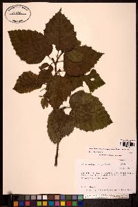 Alnus viridis image