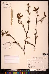 Betula alleghaniensis image