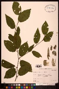 Betula alleghaniensis image