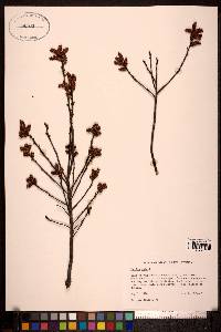 Myrica gale image