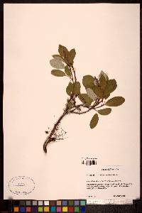 Salix reticulata image