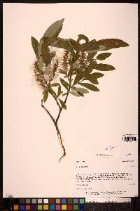 Salix glauca image