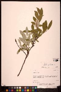 Salix glauca image