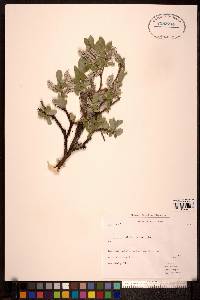 Salix glauca image