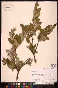 Salix glauca image