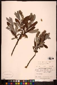 Salix glauca var. acutifolia image