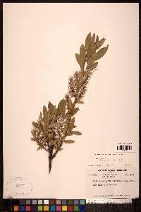 Salix glauca var. acutifolia image