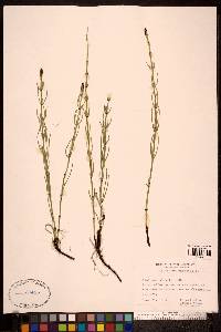 Equisetum palustre image