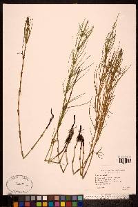 Equisetum palustre image