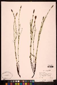 Equisetum palustre image