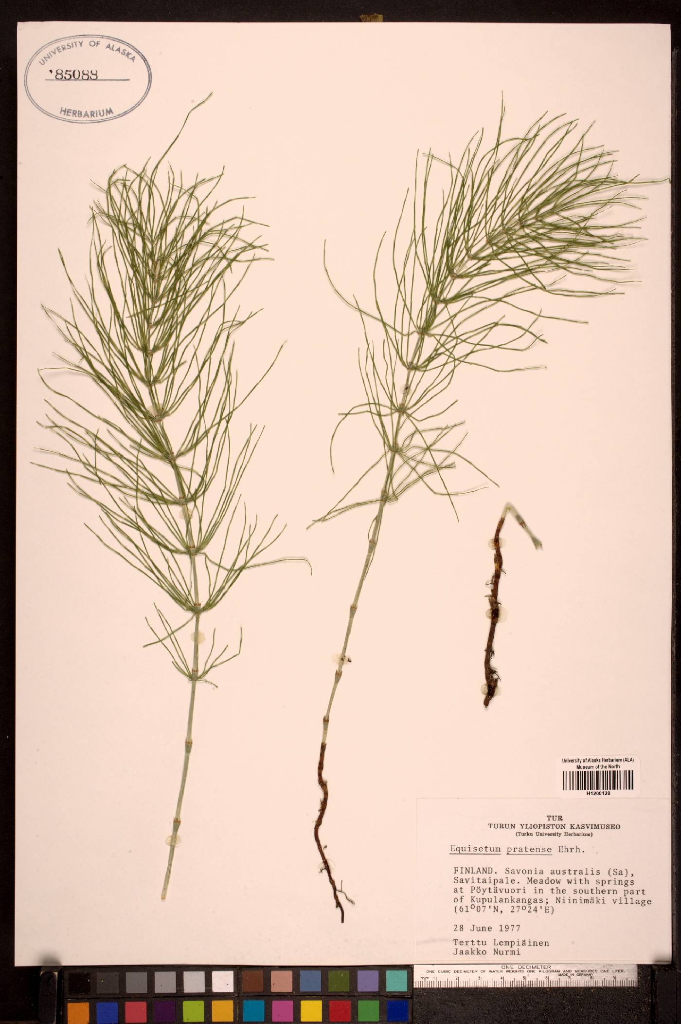 Equisetum pratense image