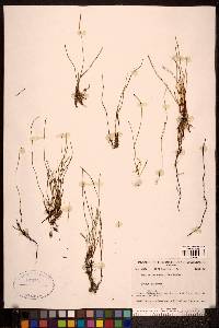 Equisetum scirpoides image