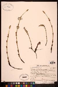 Equisetum sylvaticum image