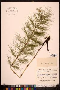 Equisetum sylvaticum image