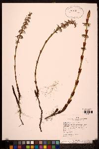 Equisetum sylvaticum image