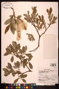 Salix sitchensis image