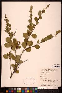 Betula glandulosa image