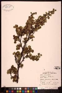 Betula glandulosa image