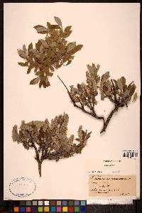 Salix glauca image