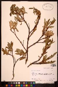 Salix planifolia image