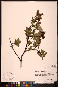 Salix planifolia image