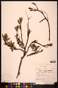 Salix planifolia image