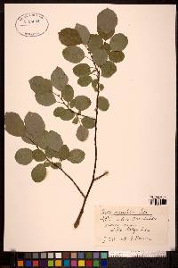 Salix pyrifolia image