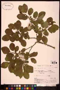 Salix pyrifolia image