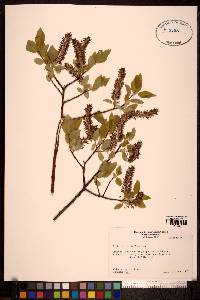 Salix pyrifolia image