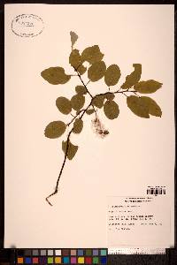 Salix pyrifolia image