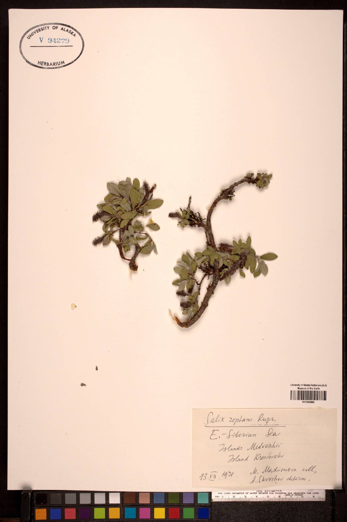Salix reptans image