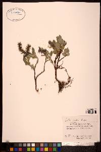 Salix reptans image