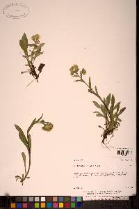 Solidago multiradiata image