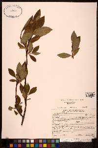 Salix planifolia image