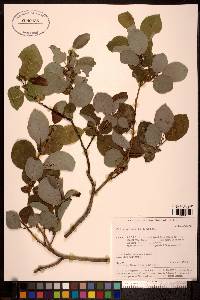 Salix pyrifolia image