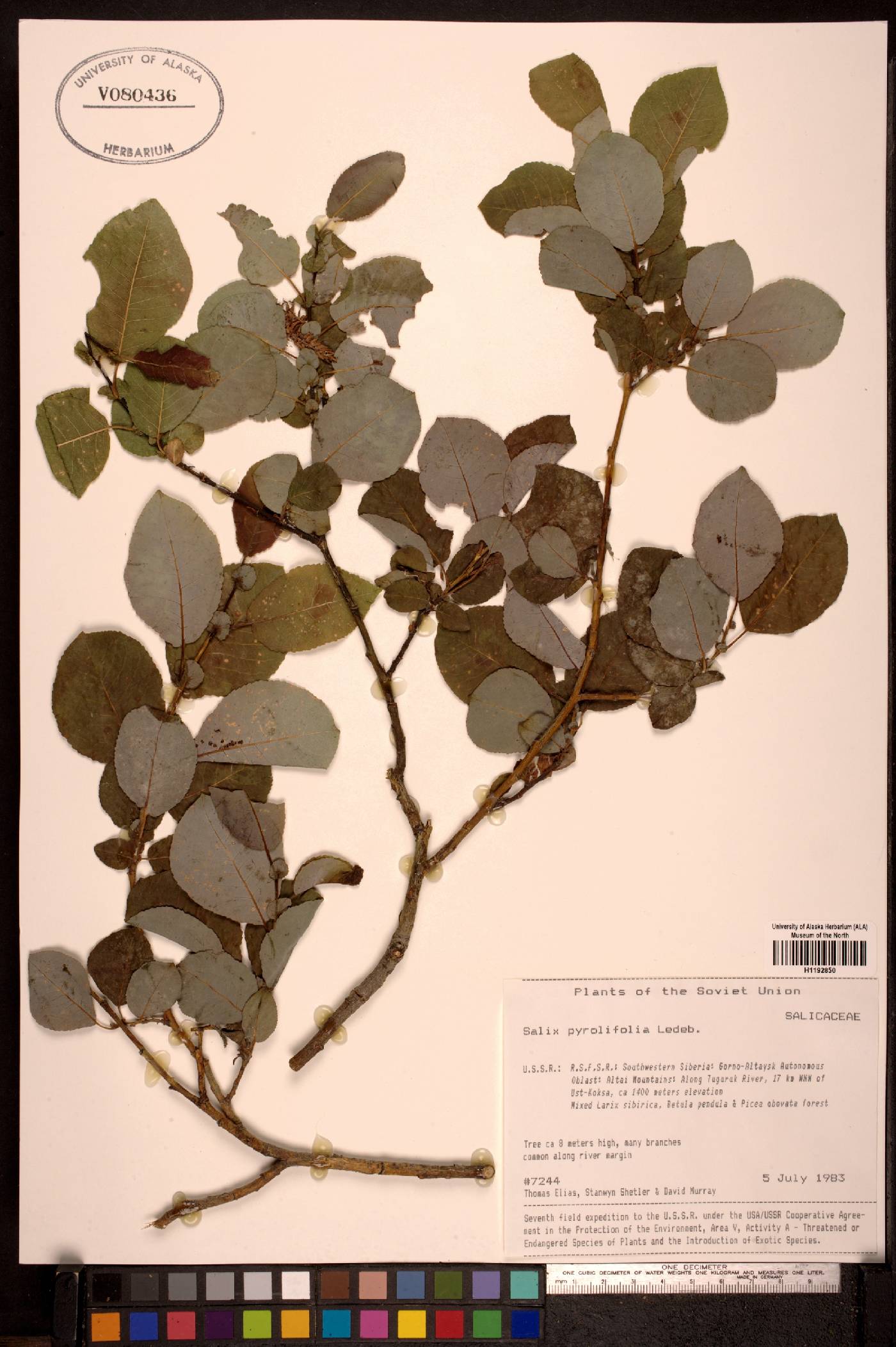 Salix pyrifolia image