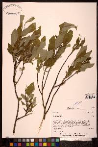 Salix glauca image