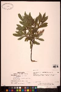 Hieracium gracile image