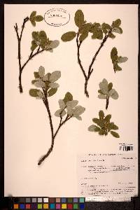 Salix vestita image