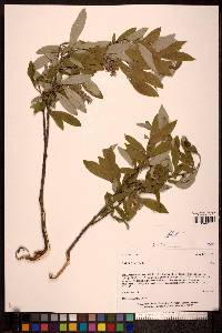 Salix glauca image