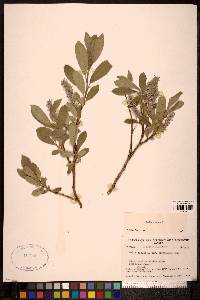 Salix glauca image