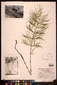 Equisetum sylvaticum image