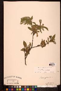 Salix glauca image