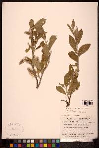 Salix glauca var. acutifolia image