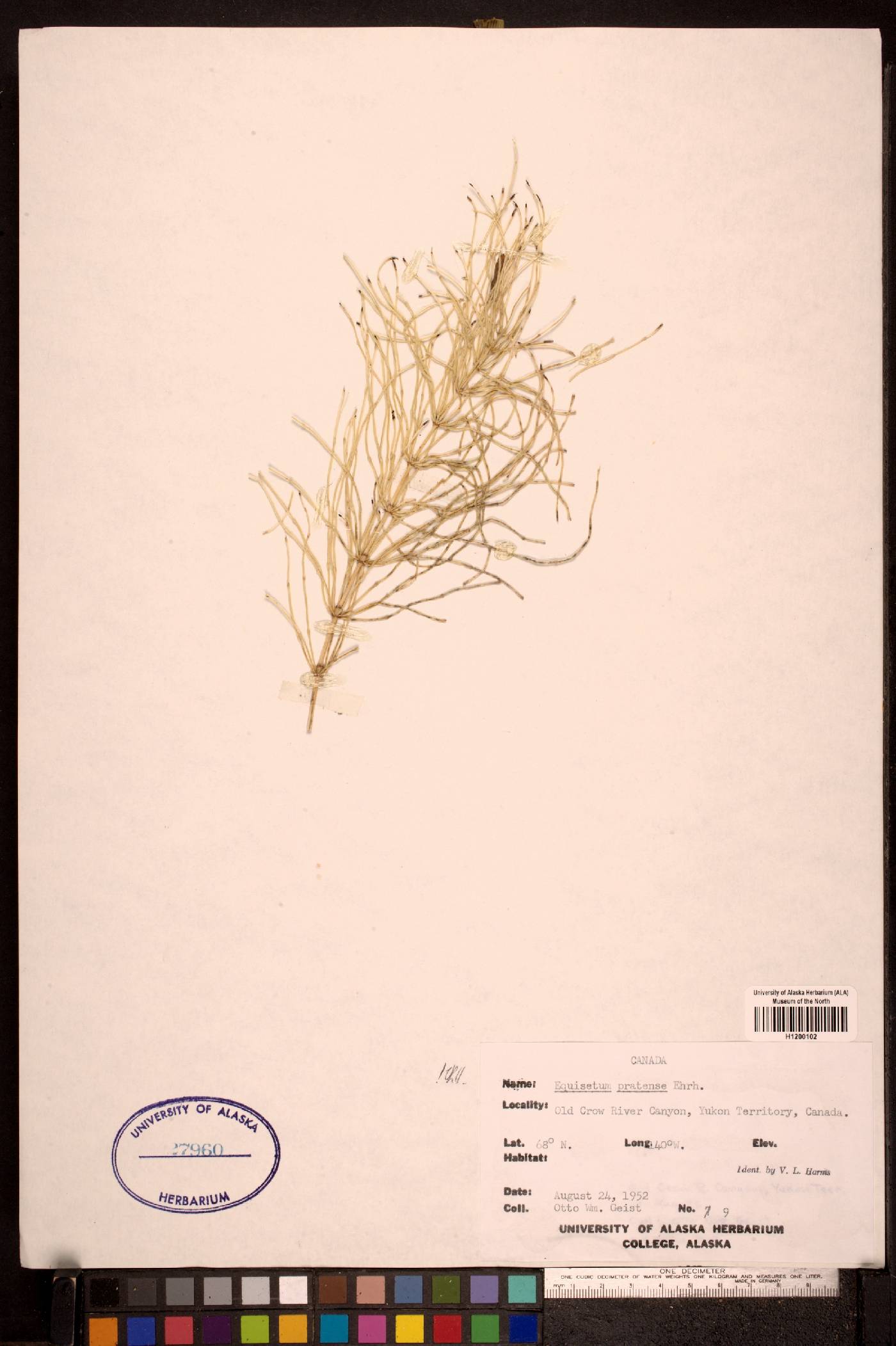 Equisetum pratense image