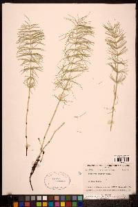 Equisetum pratense image