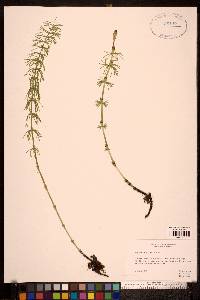 Equisetum pratense image