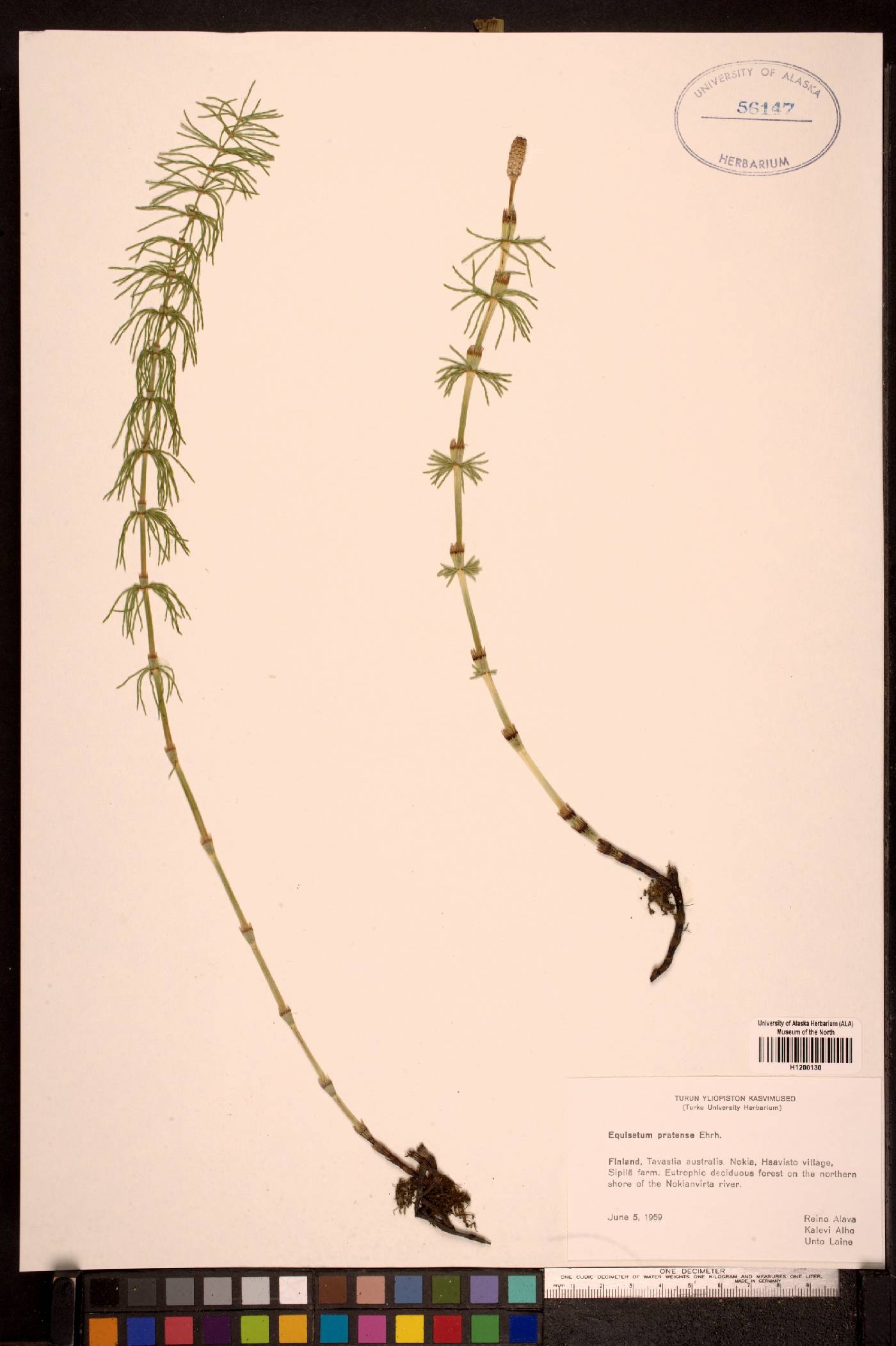 Equisetum pratense image