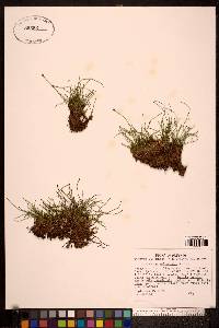 Equisetum scirpoides image